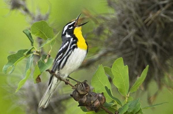 TX, Hill Country Yellow-throated warbler singing